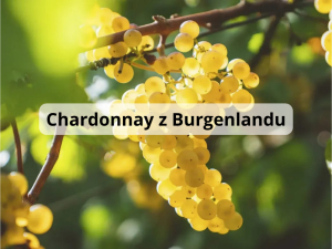 chardonnay burgenland (800 x 600 px)